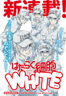White Blood Cells at Work